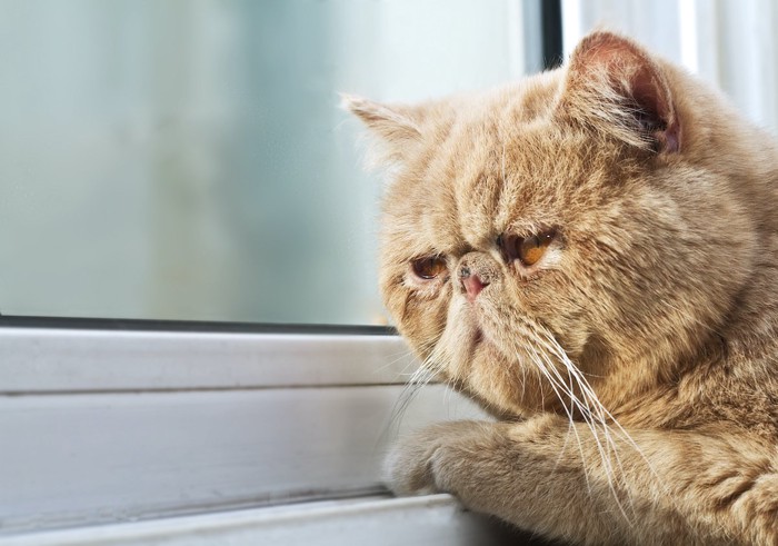 悲しそうな猫