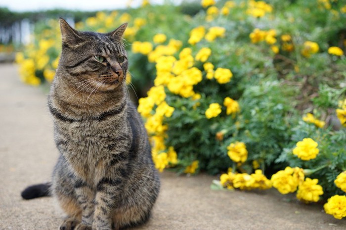 黄色い花とキジトラの猫