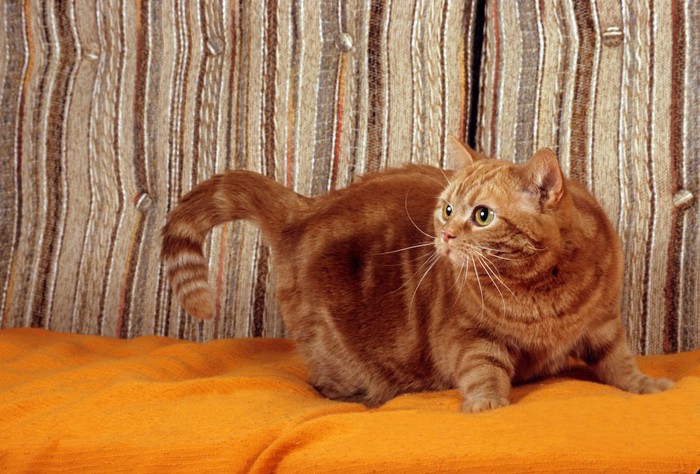オレンジのクッションと何かを見つめる茶トラ猫