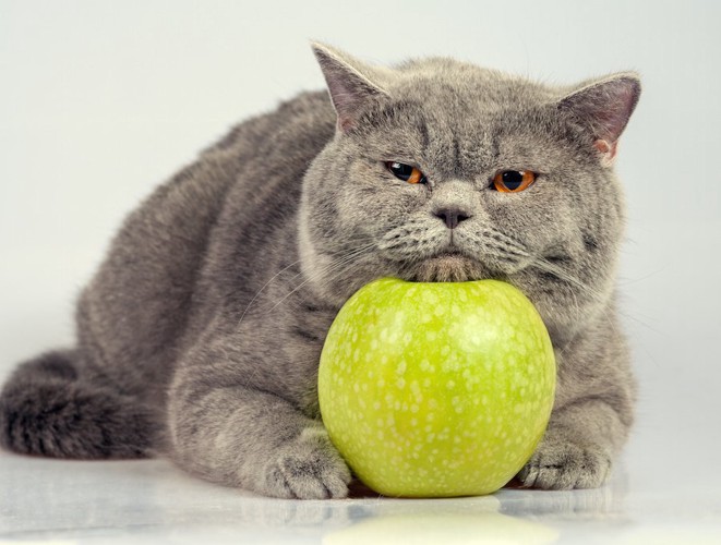 りんごに顎を乗せるグレーの猫