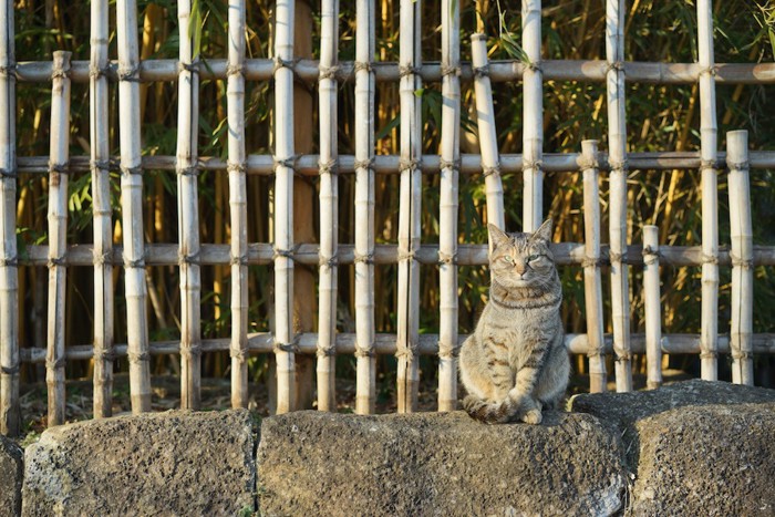 石垣の上に座る猫
