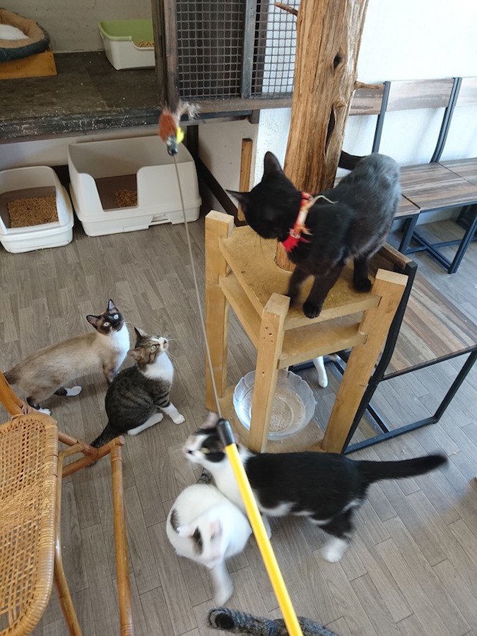 猫のへや店内のキャットタワーで遊ぶ猫たち