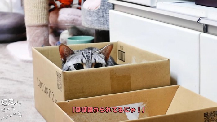 大きい箱に入った猫