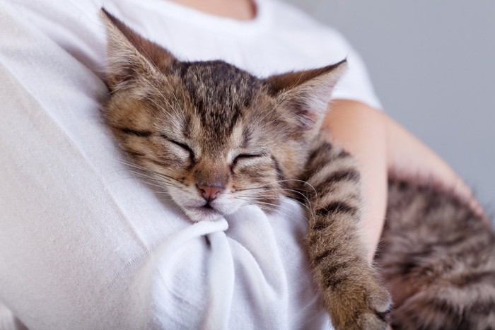 飼い主の腕の中で熟睡する猫
