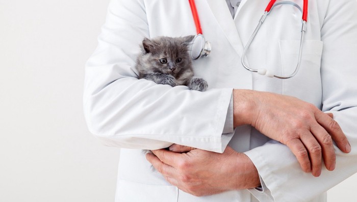 子猫と獣医師