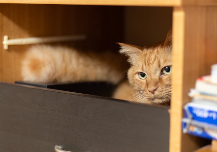 棚の中に隠れる猫