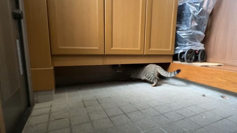 下駄箱に隠れようとする猫