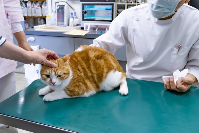 獣医の診察を受ける茶白猫