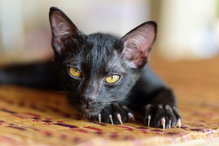 鋭い爪をした黒猫