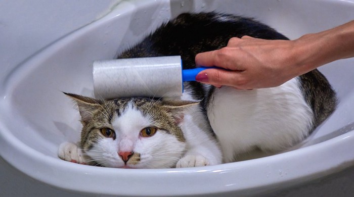 洗面所でコロコロをされている猫