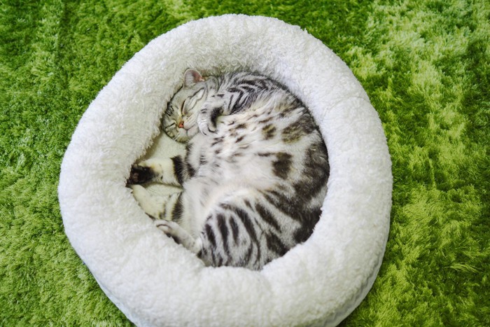 ベッドで丸まる猫