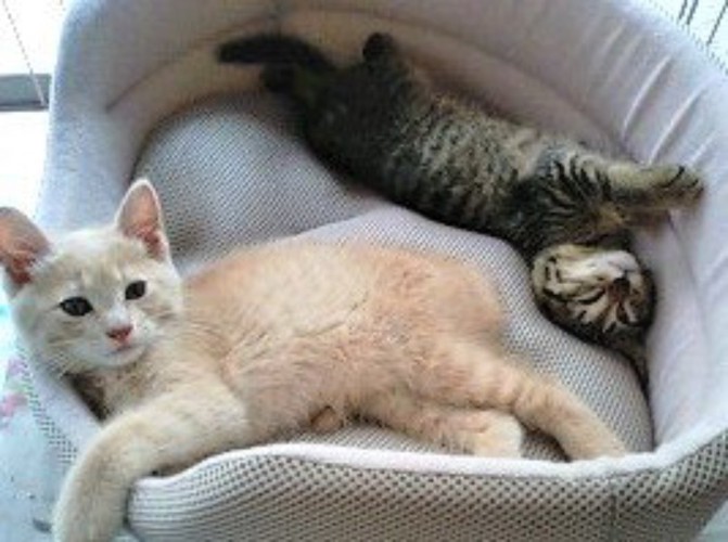 猫用ベッドの中の2匹の子猫