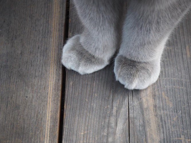 グレーの猫の前足