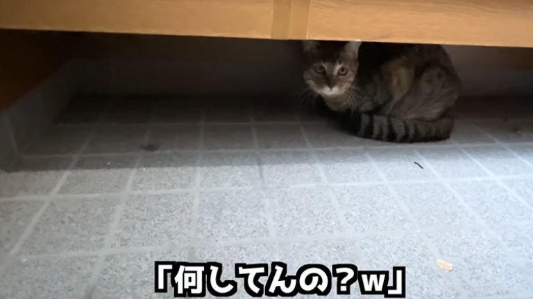 下駄箱の下にいる猫