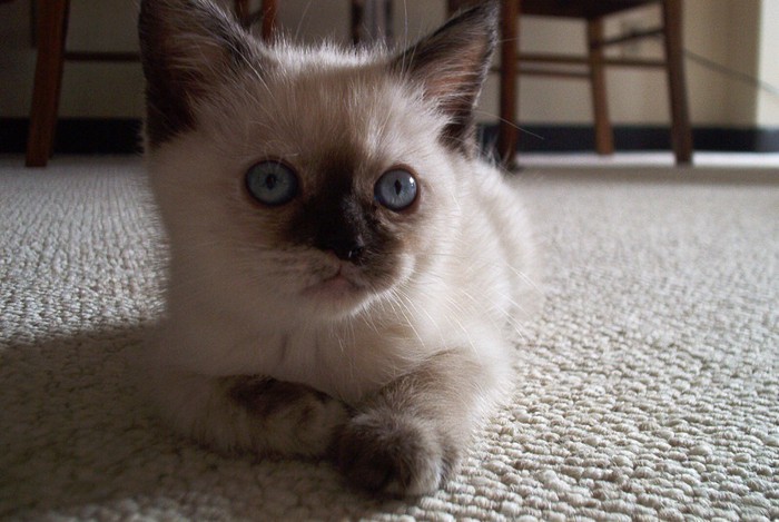 バリニーズ子猫の写真