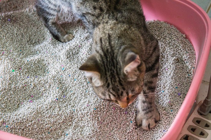 猫用トイレの中で砂を掻いている猫