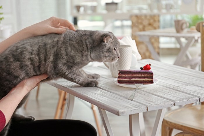 飼い主さんのケーキを狙う猫