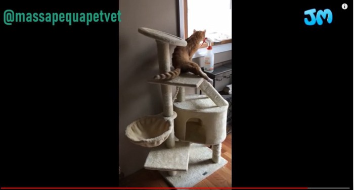 キャットタワーに座る猫