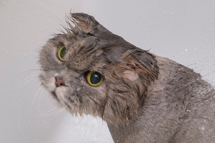 シャワー中ににらんでくる猫