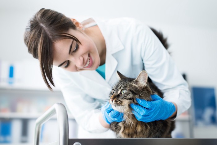 獣医師に触診される猫の写真