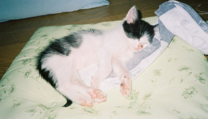 寝ている黒白の子猫