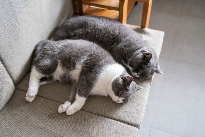 ソファで並んでくつろぐ2匹の猫