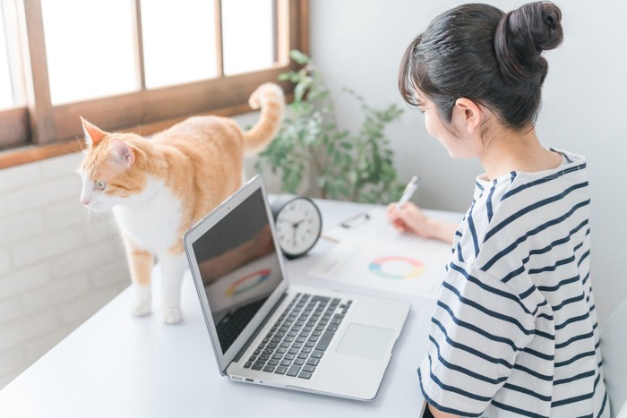 パソコンの前に立つ猫