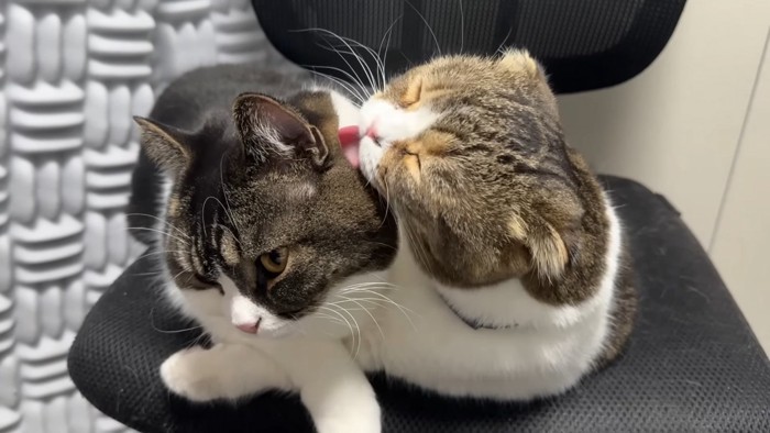くっついている2匹の猫