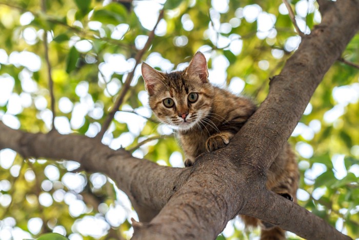 木登りをする猫
