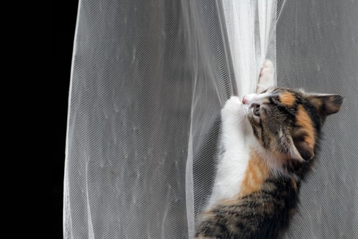 カーテンを登る子猫