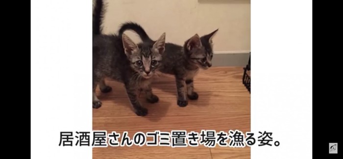 2子猫