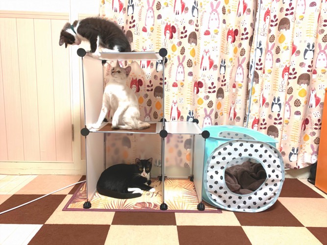 三頭の猫がDIYキャットタワーでくつろいでいるところ