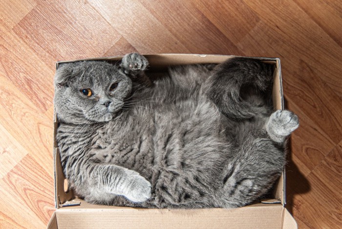段ボール箱とサイズがギリギリな猫