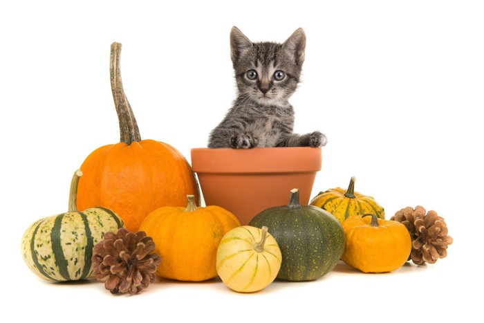 色々な種類のかぼちゃと子猫