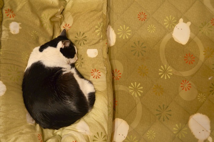 布団の上で丸くなる猫