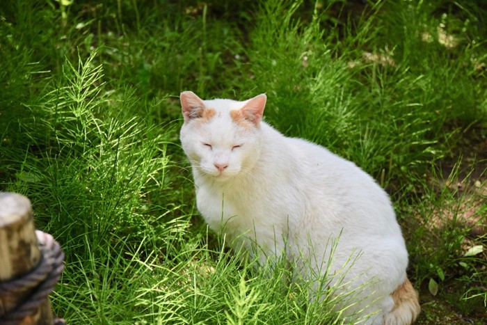 草むらにいる白猫