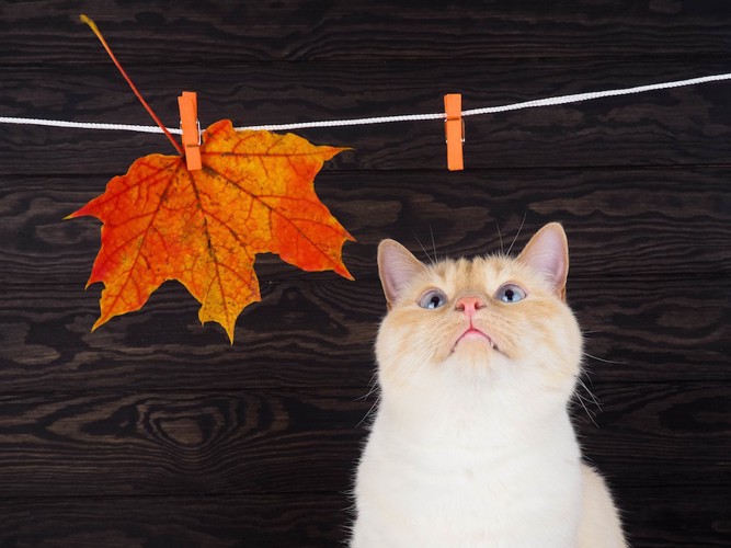干されている落ち葉と見上げる猫