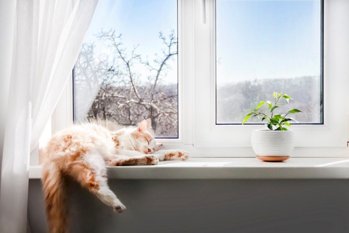 窓でくつろぐ猫