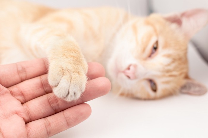寝ている猫の手を触る人