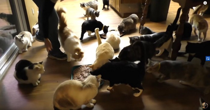 食事中の複数の猫