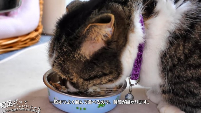 水色の食器でごはんを食べる猫