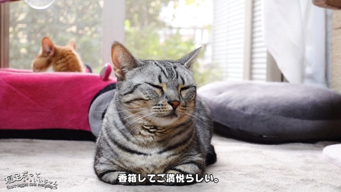 香箱座りの猫