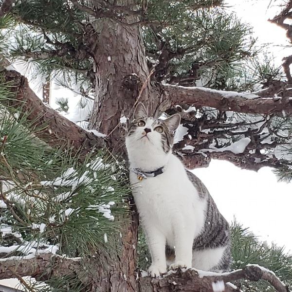 雪が積もった木に登る猫