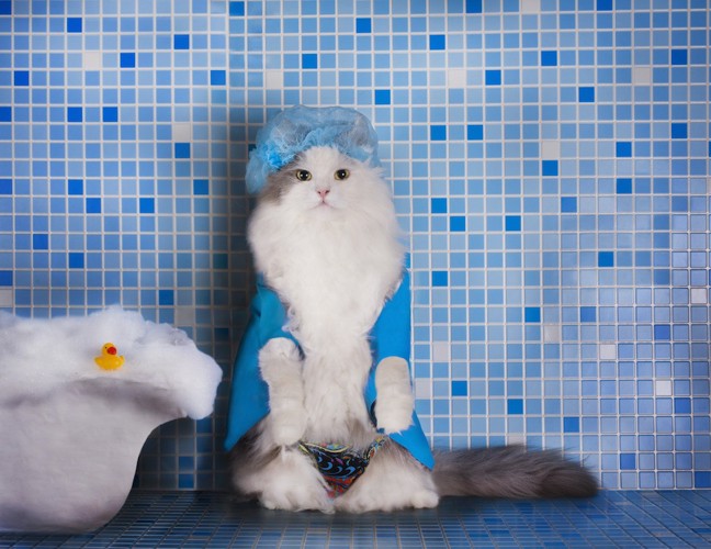 お風呂場でシャワーキャップを被る猫