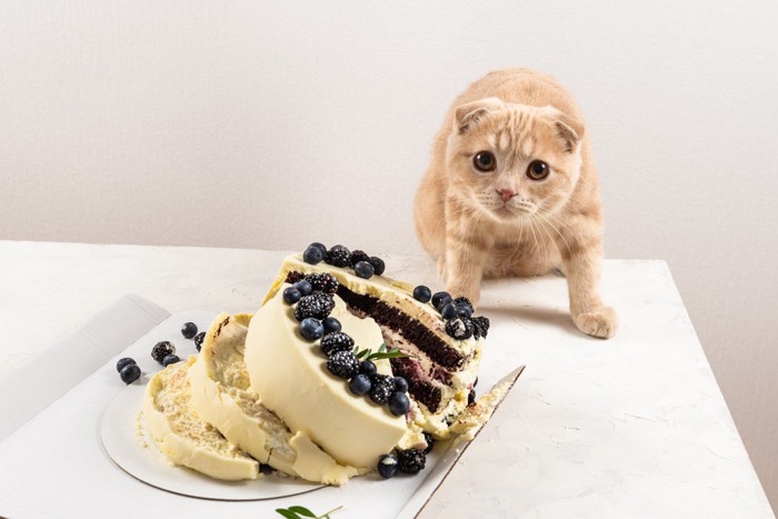 崩れたケーキの横にいる猫