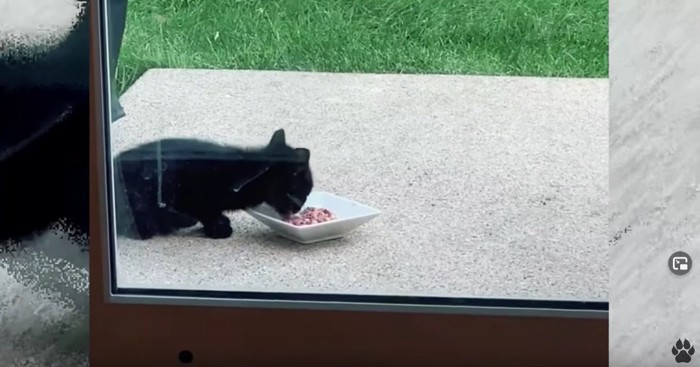 餌を食べる黒猫