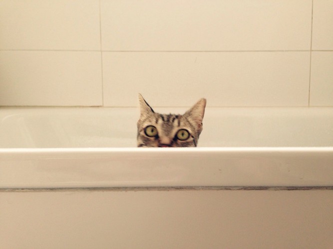 浴槽の中にいる猫