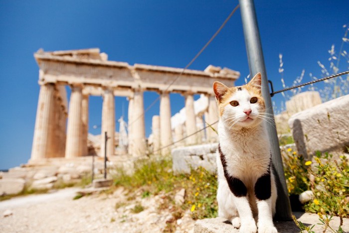 パルテノン神殿と猫