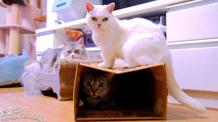 箱に入る猫と上に乗る猫と座る長毛猫