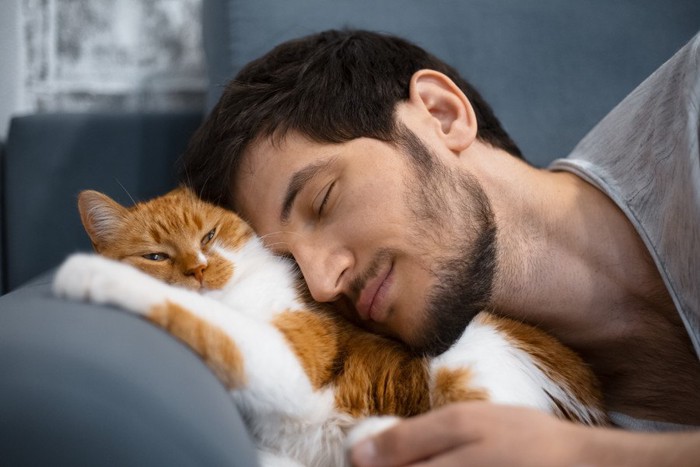 男性と寝る茶と白の猫